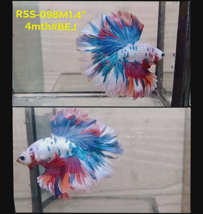 Live Male Betta Fancy Marble Polkadot Halfmooon (RSS-098) High quality what you see what you get!!