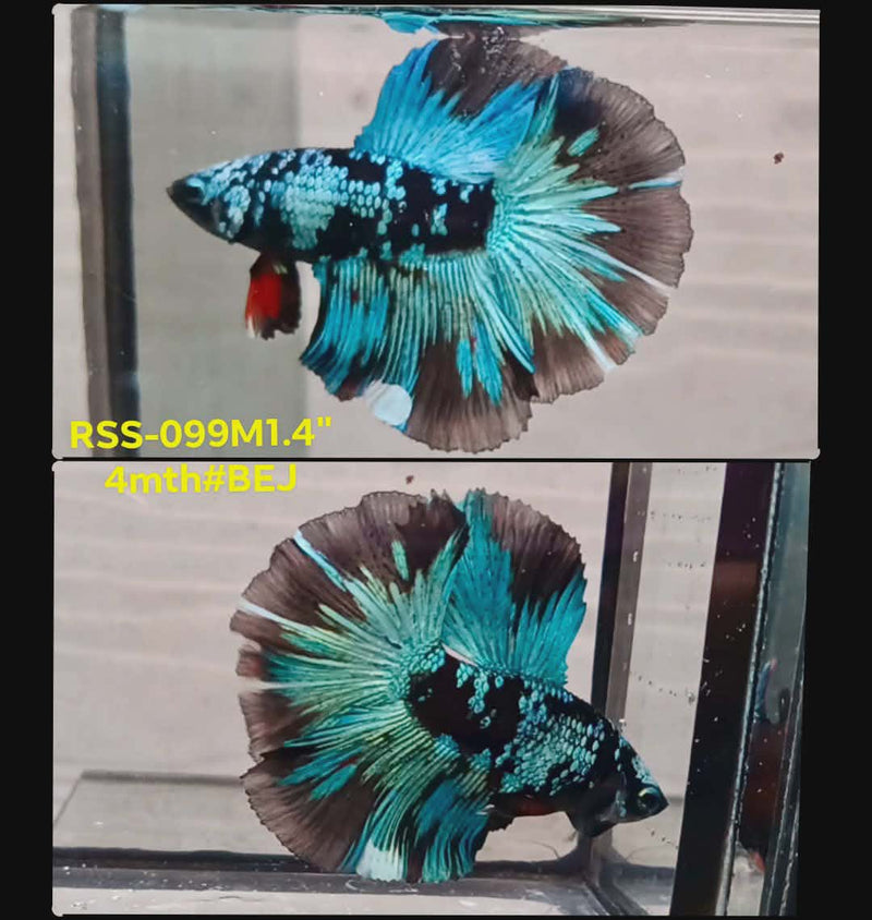 Live Male Betta Green Black Galaxy Avatar Halfmooon (RSS-099) High quality what you see what you get!!