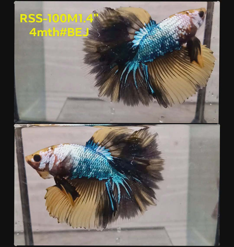 Live Male Betta Fancy Yellow Koi Halfmooon Rosetail (RSS-100) High quality what you see what you get!!