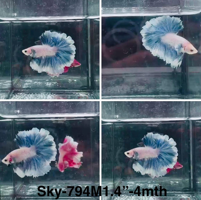 Live Male Betta Blue Grizzle Halfmoon Rosetail (Sky-794) High quality What you see What you get!!
