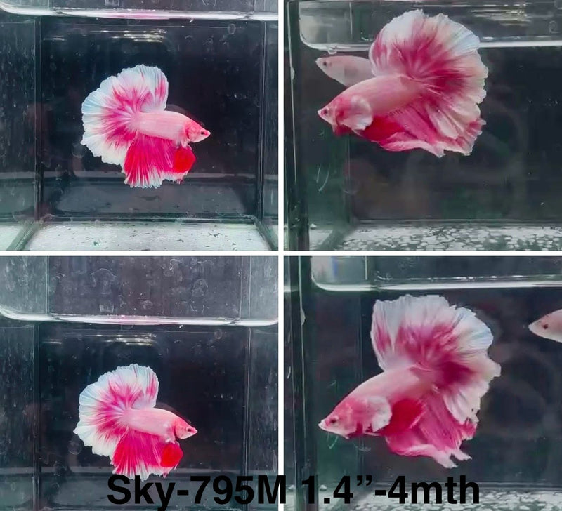 Live Male Betta Fancy Pink Lavender Halfmoon (Sky-795) High quality What you see What you get!!