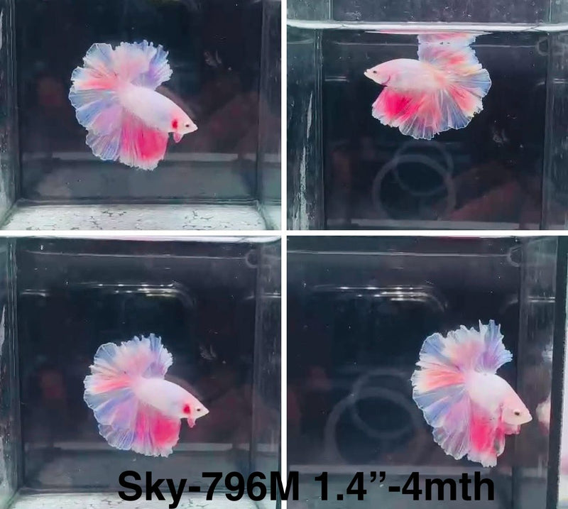 Live Male Betta Fancy Pink Sweet Colors Halfmoon Rosetail (Sky-796) High quality What you see What you get!!