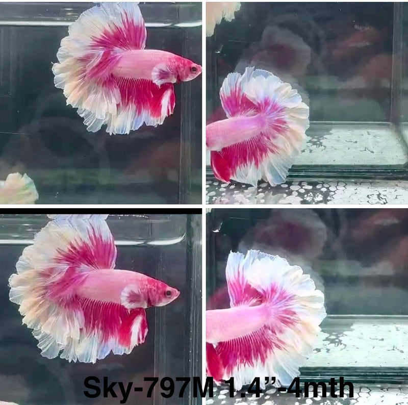Live Male Betta Purple Pink Butterfly Halfmoon Rosetail (Sky-797) High quality What you see What you get!!