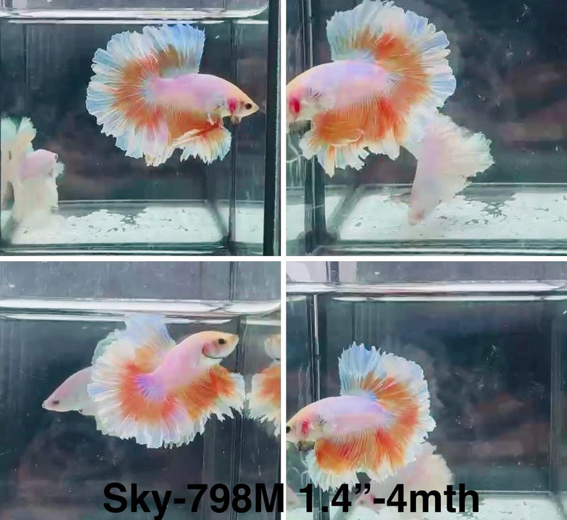 Live Male Betta Yellow Butterfly Halfmoon Rosetail (Sky-798) High quality What you see What you get!!