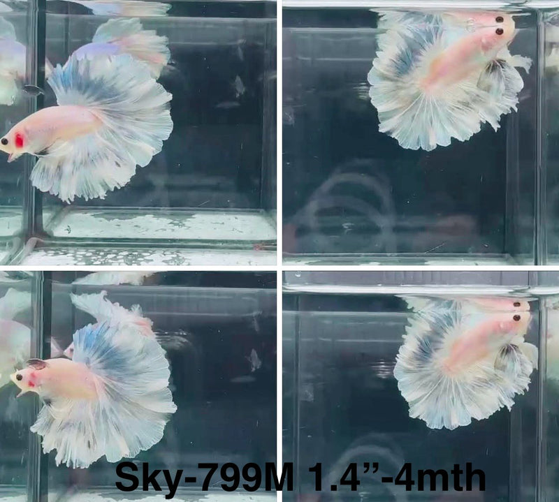Live Male Betta Fancy Blue Grizzle Halfmoon Rosetail (Sky-799) High quality What you see What you get!!