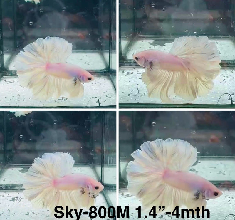 Live Male Betta Fancy Light Colors Halfmoon Rosetail (Sky-800) High quality What you see What you get!!
