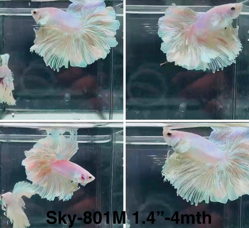 Live Male Betta Fancy Light Colors Halfmoon Rosetail (Sky-801) High quality What you see What you get!!