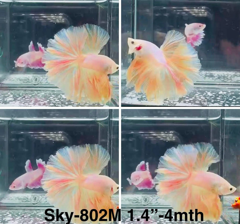 Live Male Betta Fancy Yellow Light Colors Over Halfmoon (Sky-802) High quality What you see What you get!!
