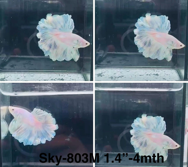 Live Male Betta Fancy Light Colors Halfmoon Rosetail (Sky-803) High quality What you see What you get!!