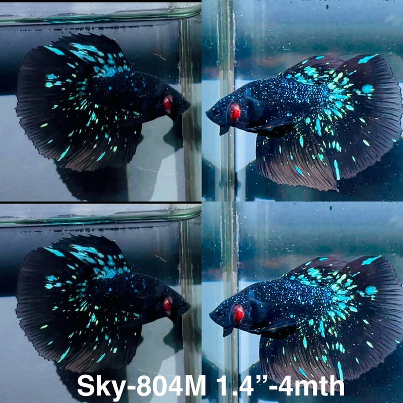 Live Male Betta Black Galaxy Avatar Halfmoon (Sky-804) High quality What you see What you get!!