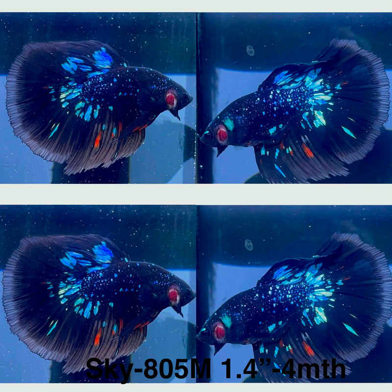 Live Male Betta Black Galaxy Avatar Halfmoon (Sky-805) High quality What you see What you get!!