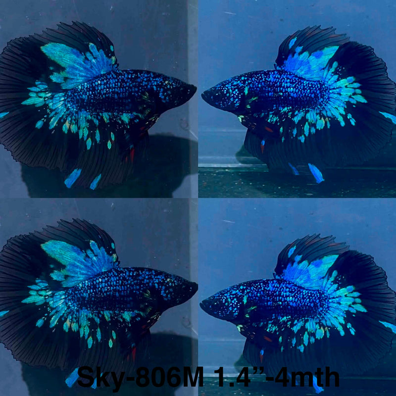 Live Male Betta Black Galaxy Avatar Halfmoon (Sky-806) High quality What you see What you get!!