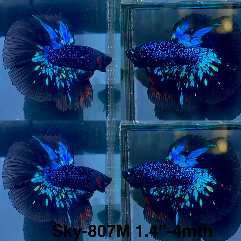 Live Male Betta Black Galaxy Avatar Halfmoon (Sky-807) High quality What you see What you get!!
