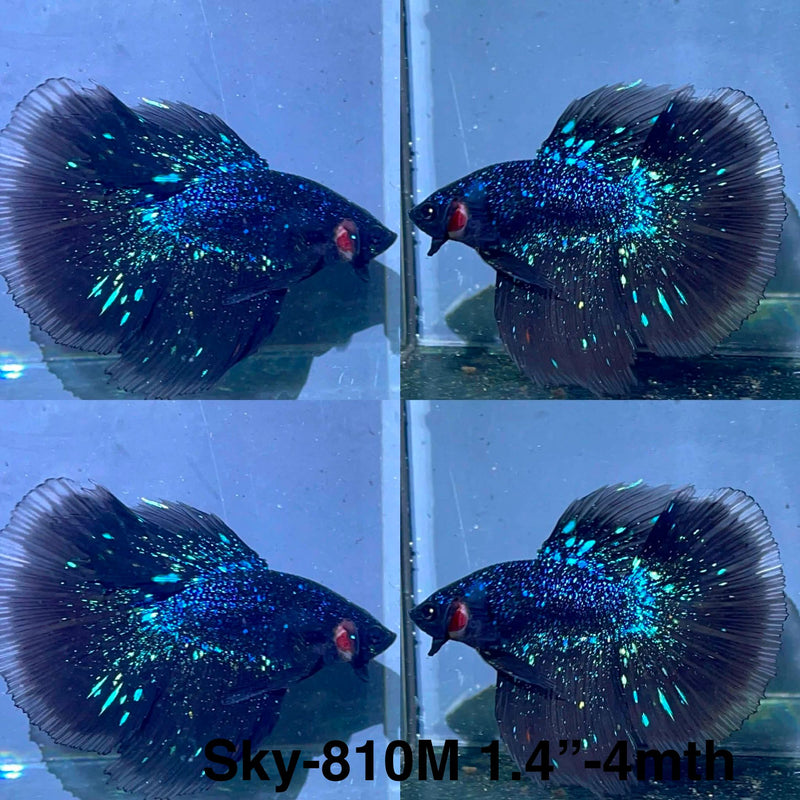 Live Male Betta Black Galaxy Avatar Halfmoon (Sky-810) High quality What you see What you get!!