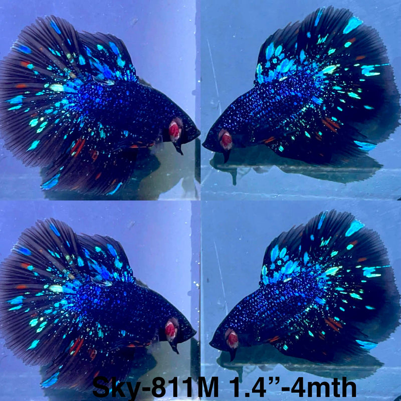 Live Male Betta Black Galaxy Avatar Halfmoon (Sky-811) High quality What you see What you get!!