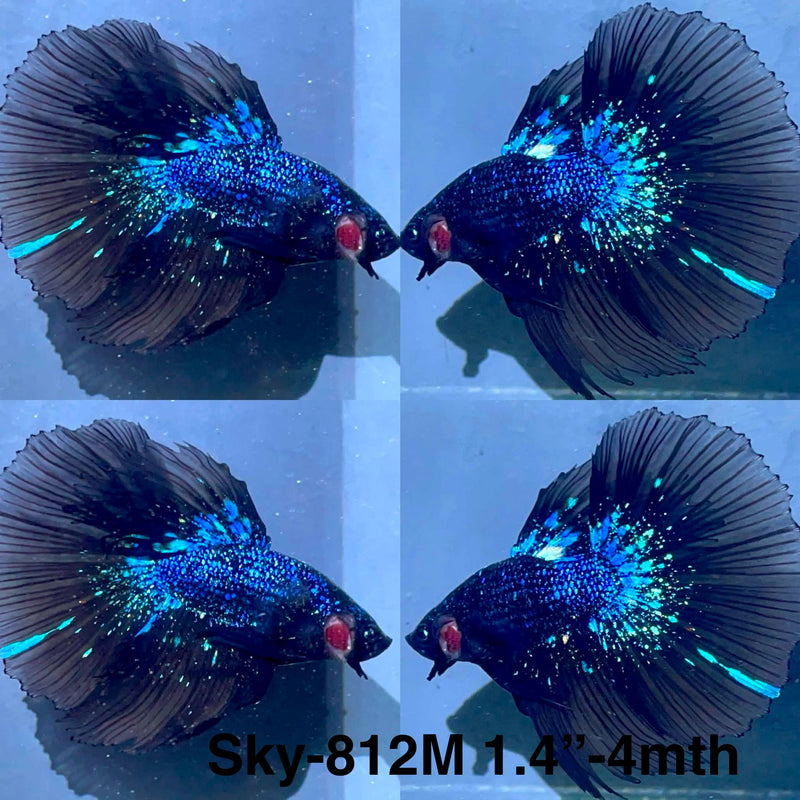 Live Male Betta Black Galaxy Avatar Halfmoon (Sky-812) High quality What you see What you get!!