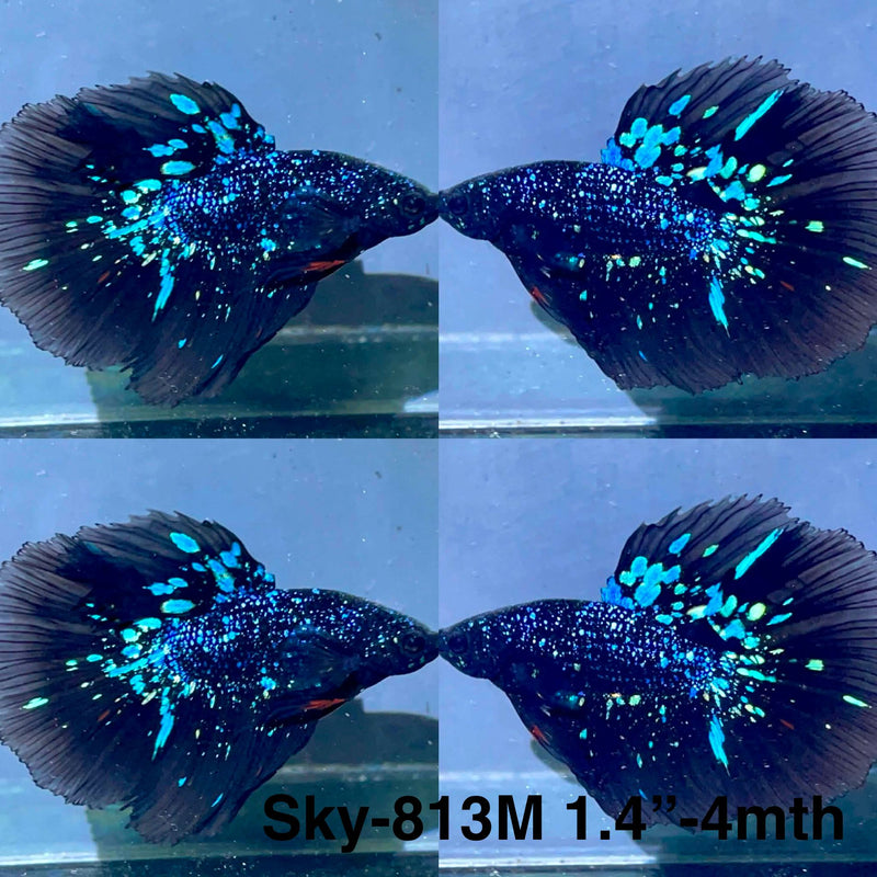 Live Male Betta Black Galaxy Avatar Halfmoon (Sky-813) High quality What you see What you get!!