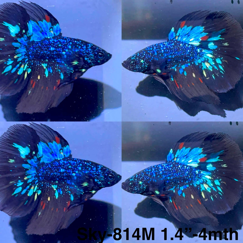 Live Male Betta Black Galaxy Avatar Halfmoon (Sky-814) High quality What you see What you get!!