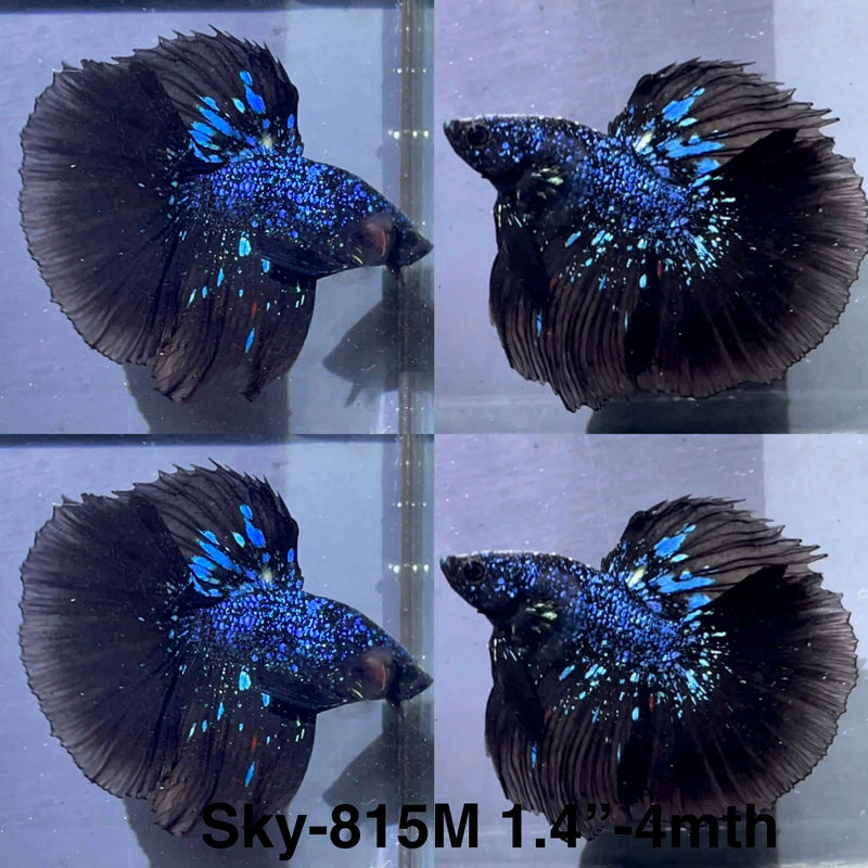 Live Male Betta Black Galaxy Avatar Halfmoon (Sky-815) High quality What you see What you get!!