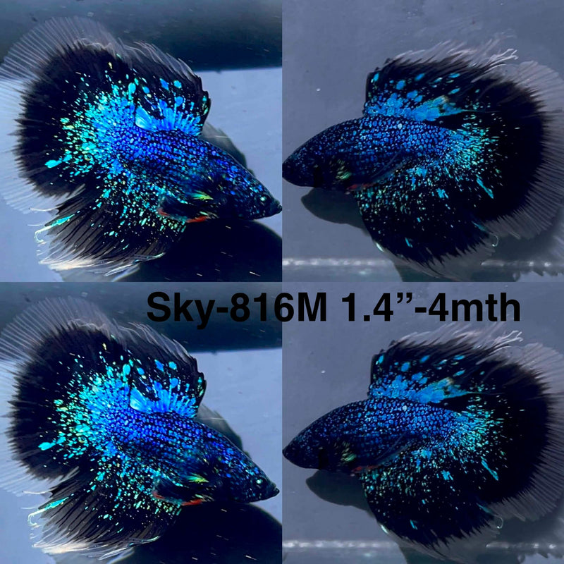 Live Male Betta Black Galaxy Avatar Halfmoon (Sky-816) High quality What you see What you get!!