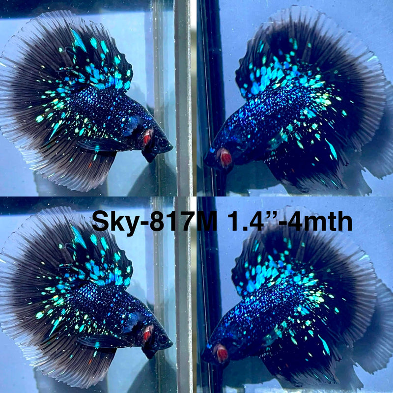 Live Male Betta Black Galaxy Avatar Halfmoon (Sky-817) High quality What you see What you get!!