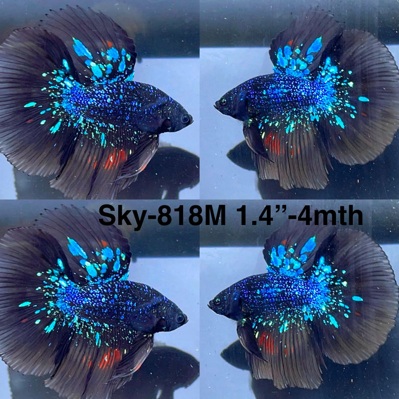 Live Male Betta Black Galaxy Avatar Halfmoon (Sky-818) High quality What you see What you get!!