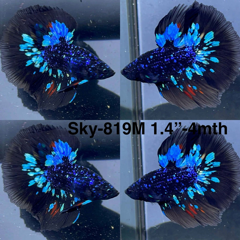 Live Male Betta Black Galaxy Avatar Halfmoon (Sky-819) High quality What you see What you get!!