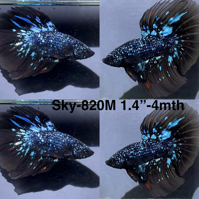 Live Male Betta Black Galaxy Avatar Halfmoon (Sky-820) High quality What you see What you get!!