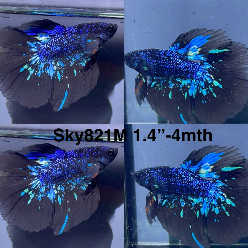 Live Male Betta Black Galaxy Avatar Halfmoon (Sky-821) High quality What you see What you get!!