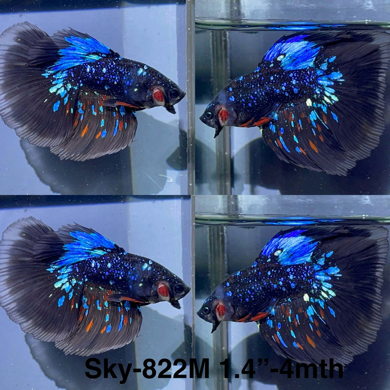 Live Male Betta Black Galaxy Avatar Halfmoon (Sky-822) High quality What you see What you get!!