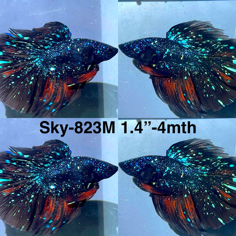 Live Male Betta Black Galaxy Avatar Halfmoon (Sky-823) High quality What you see What you get!!