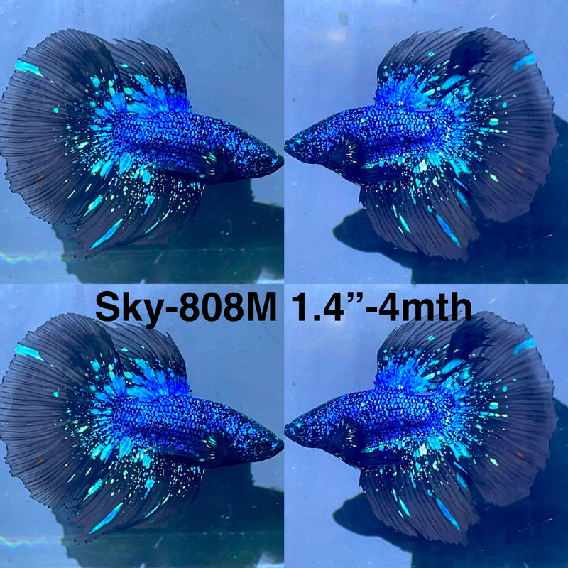 Live Male Betta Black Galaxy Avatar Halfmoon (Sky-808) High quality What you see What you get!!