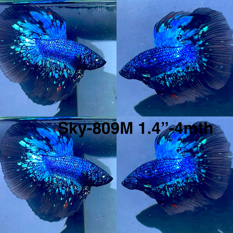 Live Male Betta Black Galaxy Avatar Halfmoon (Sky-809) High quality What you see What you get!!
