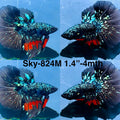 Live Male Betta Blackstar Avatar Halfmoon (Sky-824) High quality what you see what you get!!