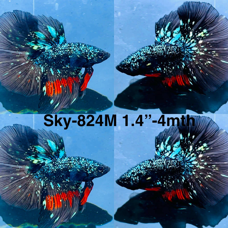 Live Male Betta Blackstar Avatar Halfmoon (Sky-824) High quality what you see what you get!!
