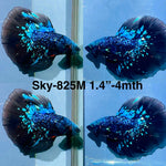 Live Male Betta Blackstar Avatar Halfmoon (Sky-825) xxxS063 High quality what you see what you get!!