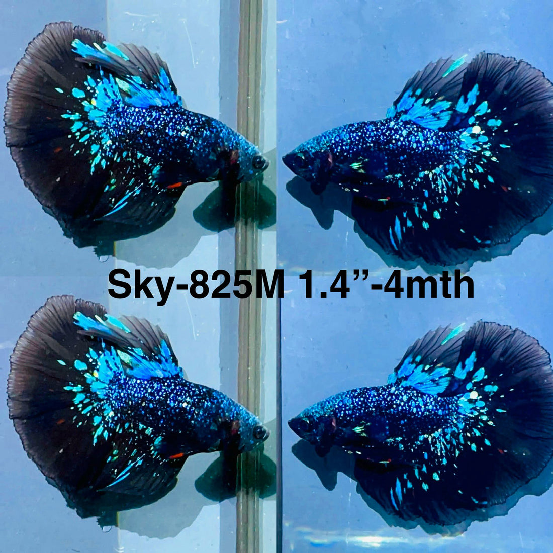 Live Male Betta Blackstar Avatar Halfmoon (Sky-825) xxxS063 High quality what you see what you get!!
