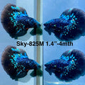Live Male Betta Blackstar Avatar Halfmoon (Sky-825) xxxS063 High quality what you see what you get!!