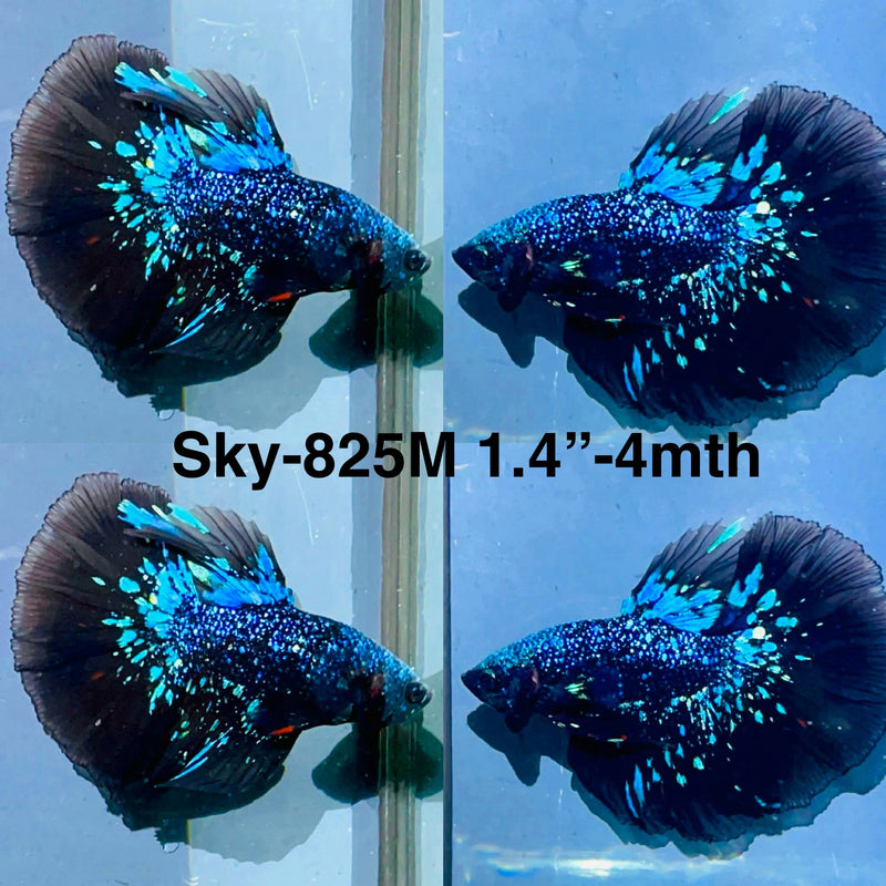 Live Male Betta Blackstar Avatar Halfmoon (Sky-825) High quality what you see what you get!!