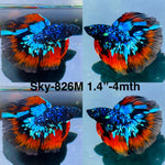 Live Male Betta Blueblack Red Galaxy Avatar Halfmoon (Sky-826) High quality what you see what you get!!