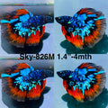 Live Male Betta Blueblack Red Galaxy Avatar Halfmoon (Sky-826) High quality what you see what you get!!