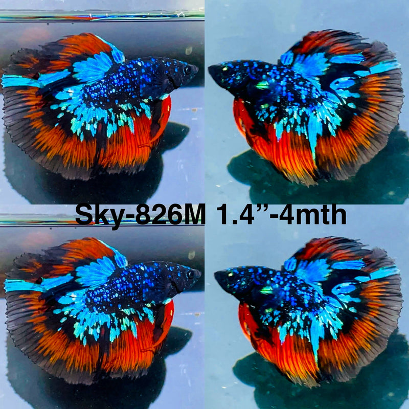 Live Male Betta Blueblack Red Galaxy Avatar Halfmoon (Sky-826) High quality what you see what you get!!