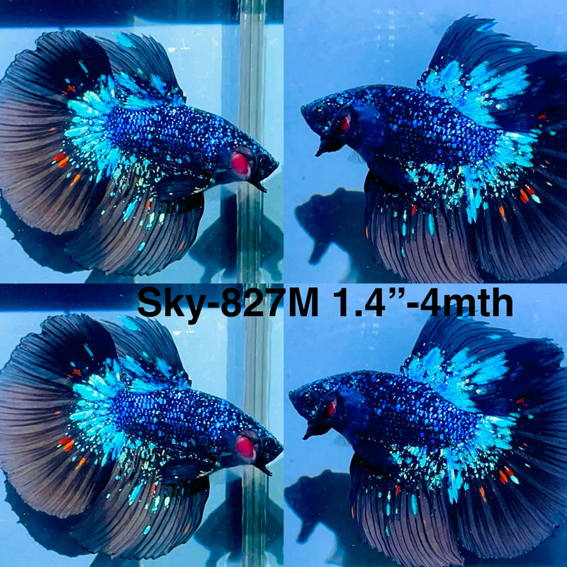 Live Male Betta Blackstar Avatar Halfmoon (Sky-827) High quality what you see what you get!!