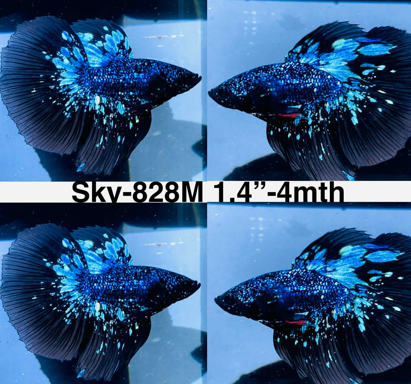 Live Male Betta Blackstar Avatar Halfmoon (Sky-828) High quality what you see what you get!!