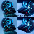 Live Male Betta Blackstar Avatar Halfmoon (Sky-829) High quality what you see what you get!!