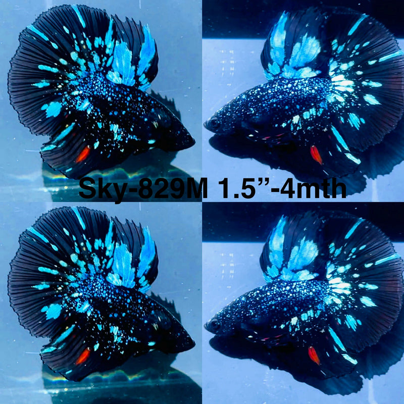 Live Male Betta Blackstar Avatar Halfmoon (Sky-829) High quality what you see what you get!!