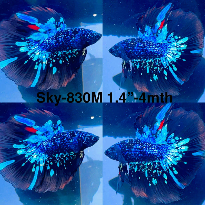 Live Male Betta Blackstar Avatar Halfmoon (Sky-830) High quality what you see what you get!!