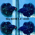 Live Male Betta Blackstar Avatar Halfmoon (Sky-831) High quality what you see what you get!!