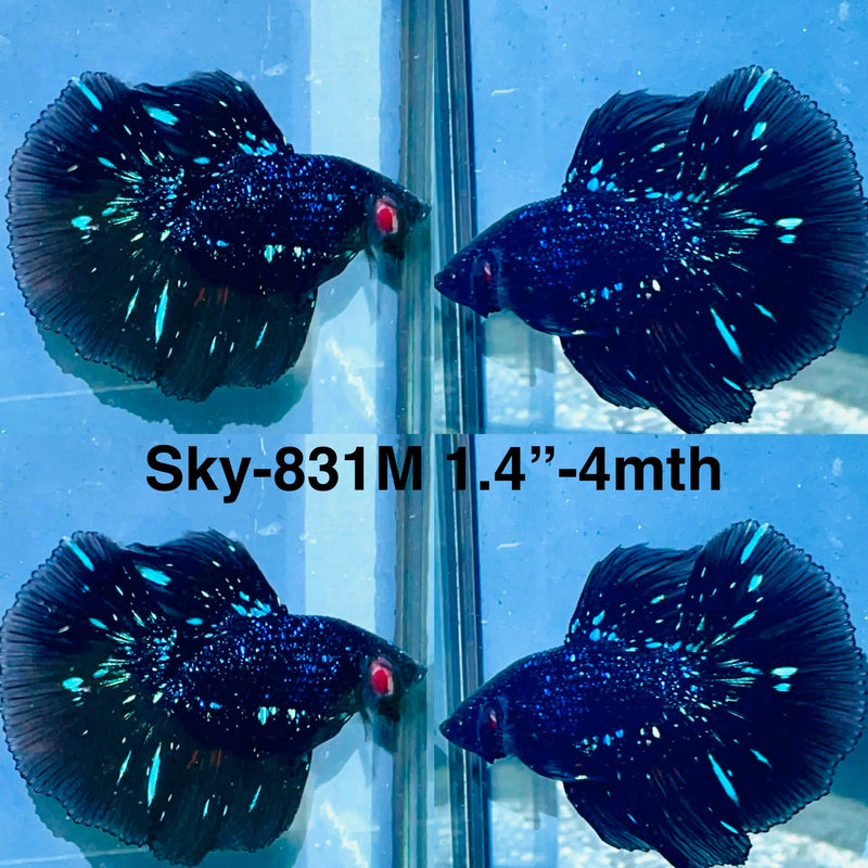 Live Male Betta Blackstar Avatar Halfmoon (Sky-831) High quality what you see what you get!!