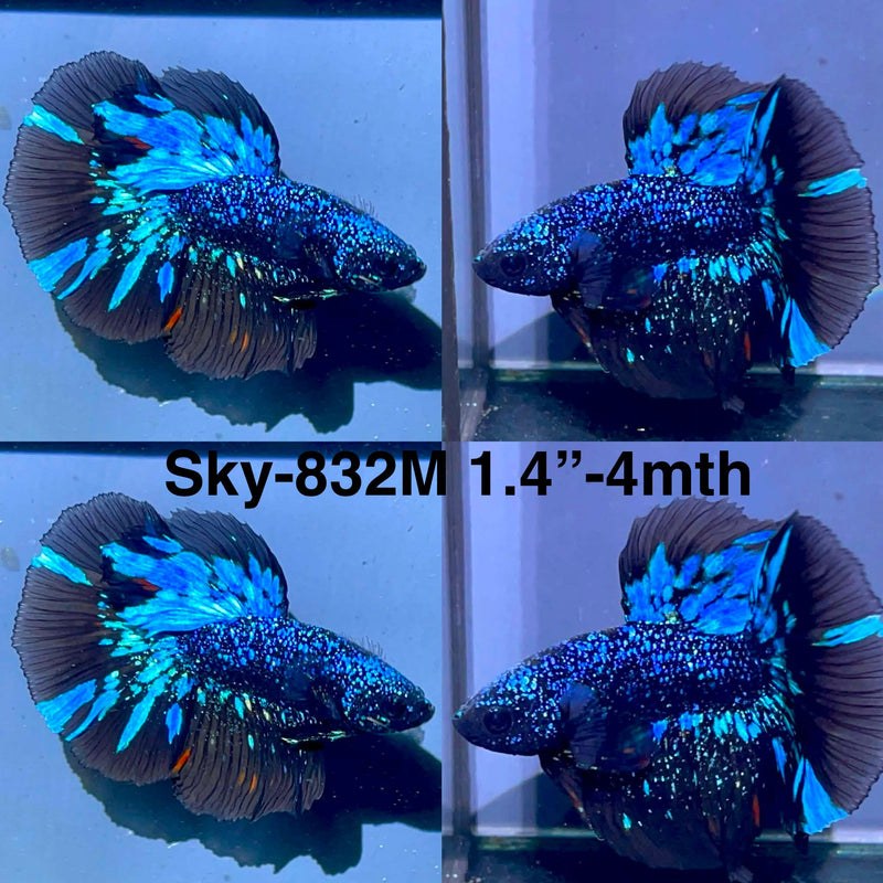 Live Male Betta Blackstar Avatar Halfmoon (Sky-832) High quality what you see what you get!!